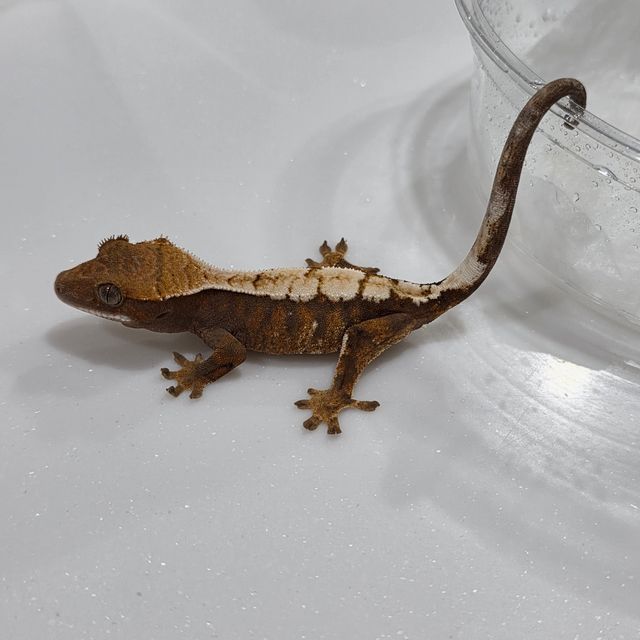 세이블