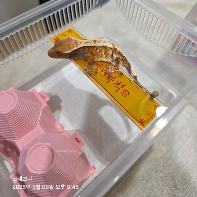 세이블