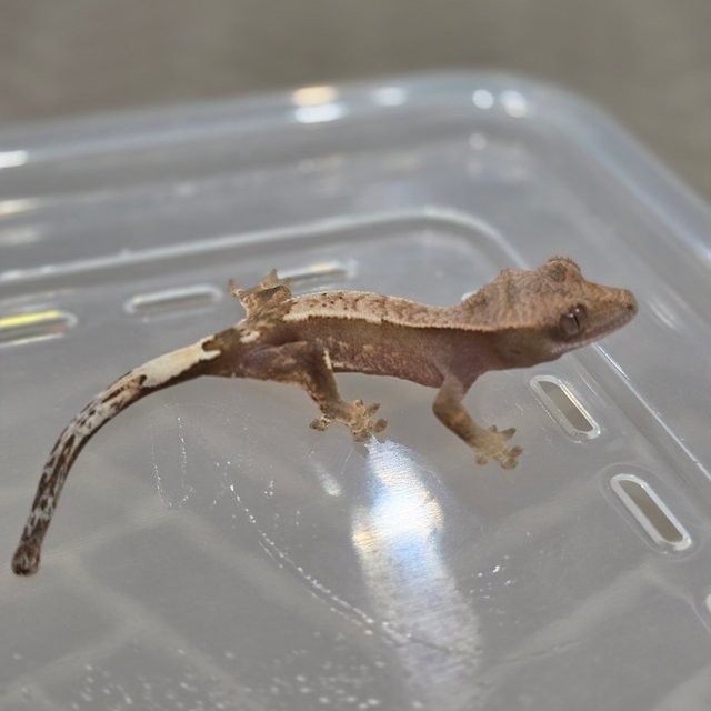 100%헷아잔틱 카푸치노