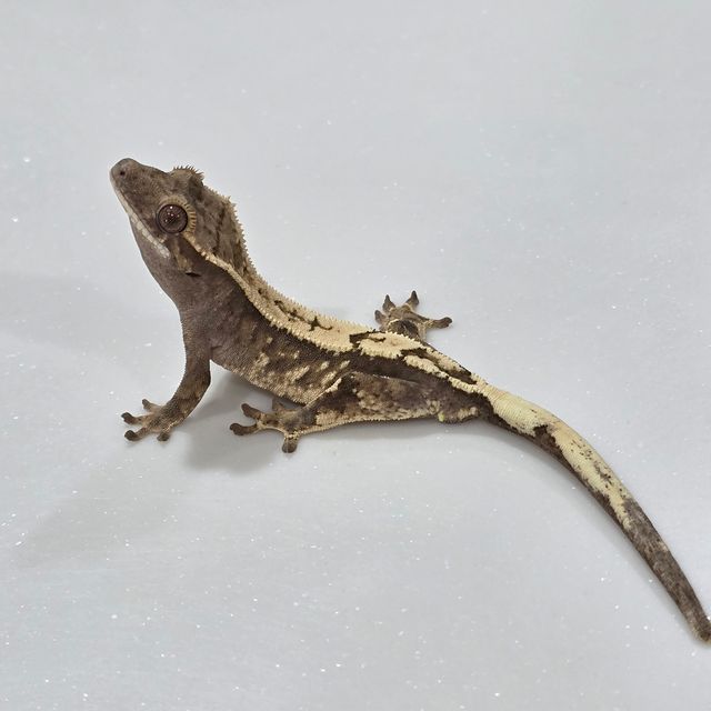 세이블