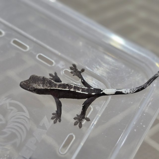 카푸치노 아잔틱