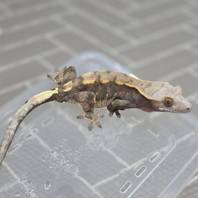 세이블 100%헷아잔틱