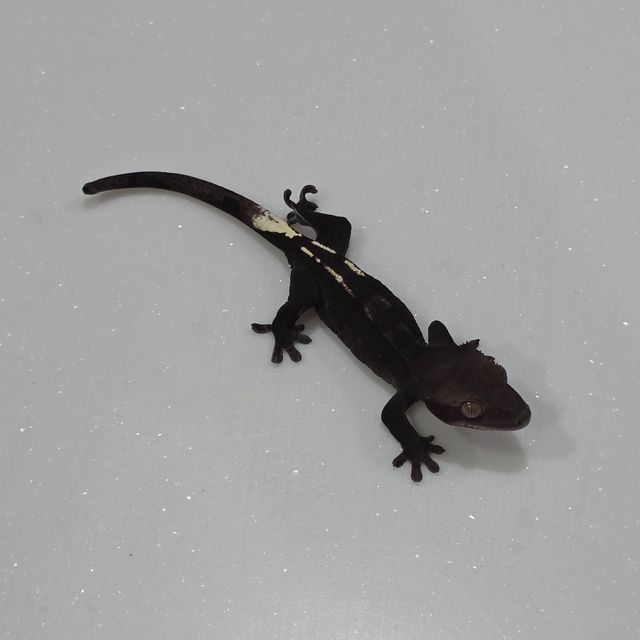 아잔틱