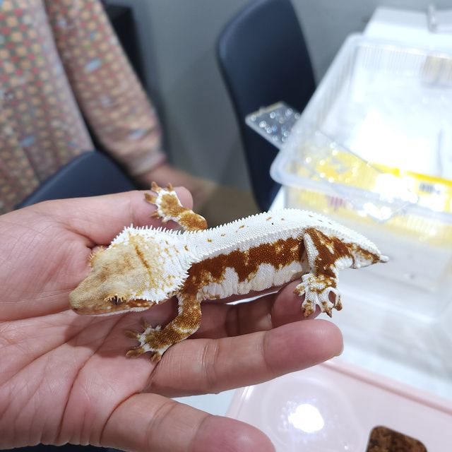릴리화이트