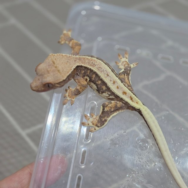 릴리100%헷아잔틱