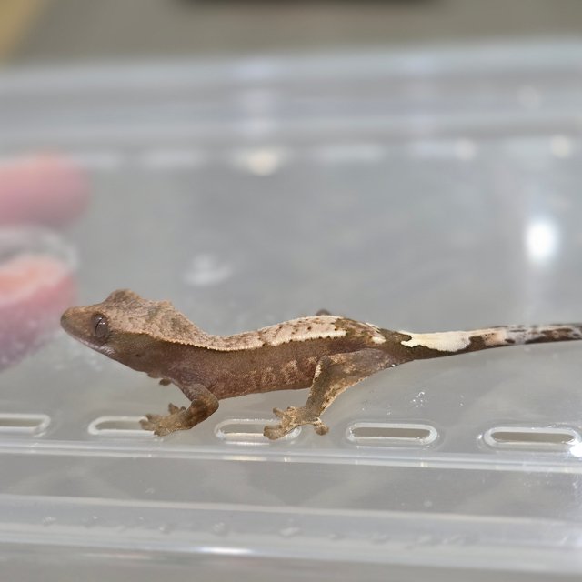 100%헷아잔틱 카푸치노