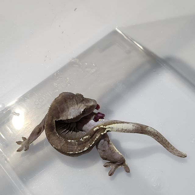 아잔틱