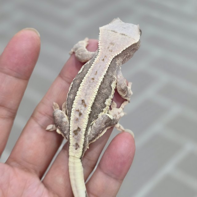 릴리100%헷아잔틱