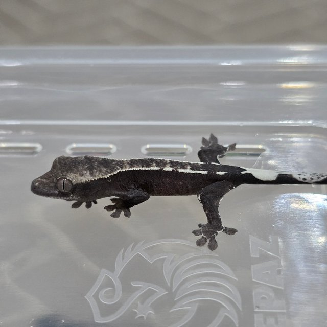 카푸치노 아잔틱