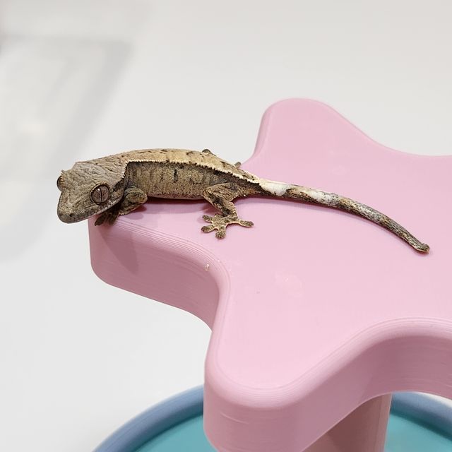 세이블