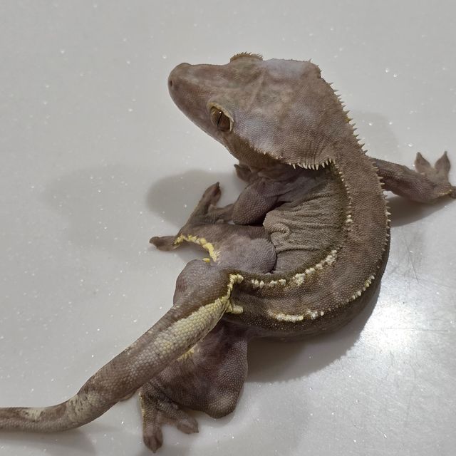 아잔틱