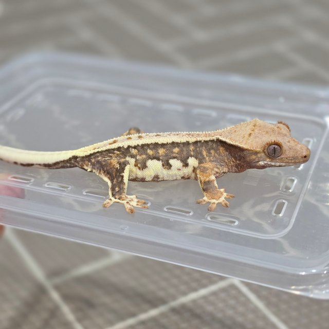 릴리100%헷아잔틱