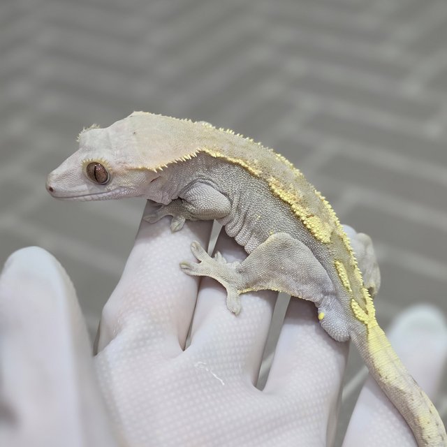 세이블 100%헷아잔틱