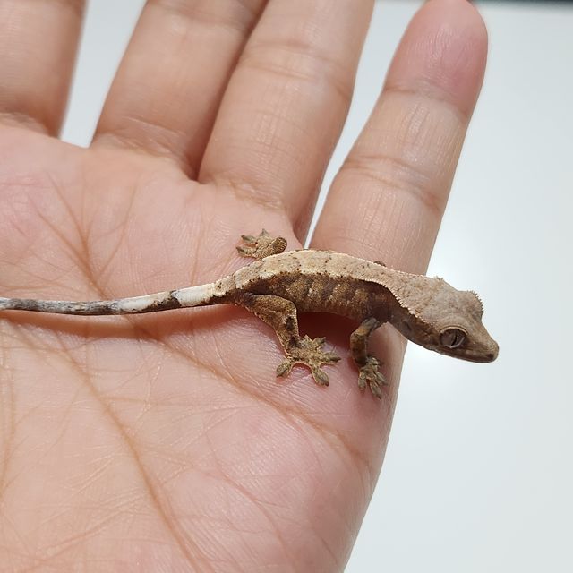 세이블