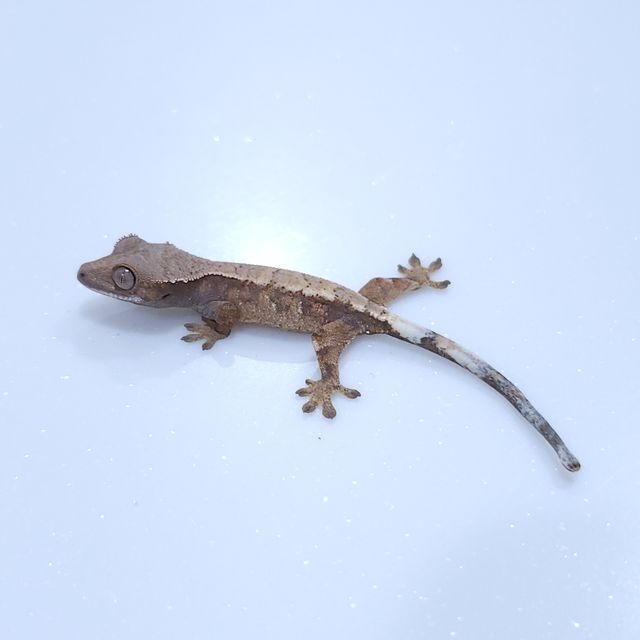 세이블