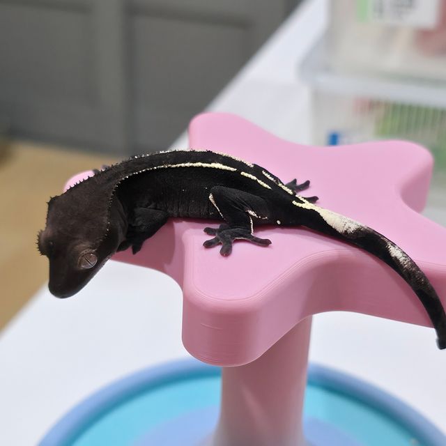 아잔틱