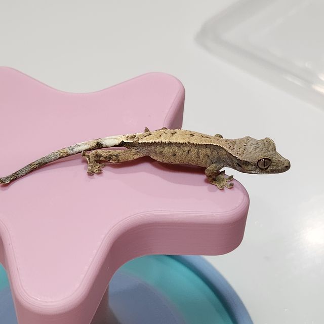 세이블