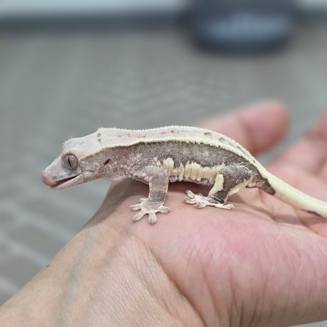 릴리100%헷아잔틱