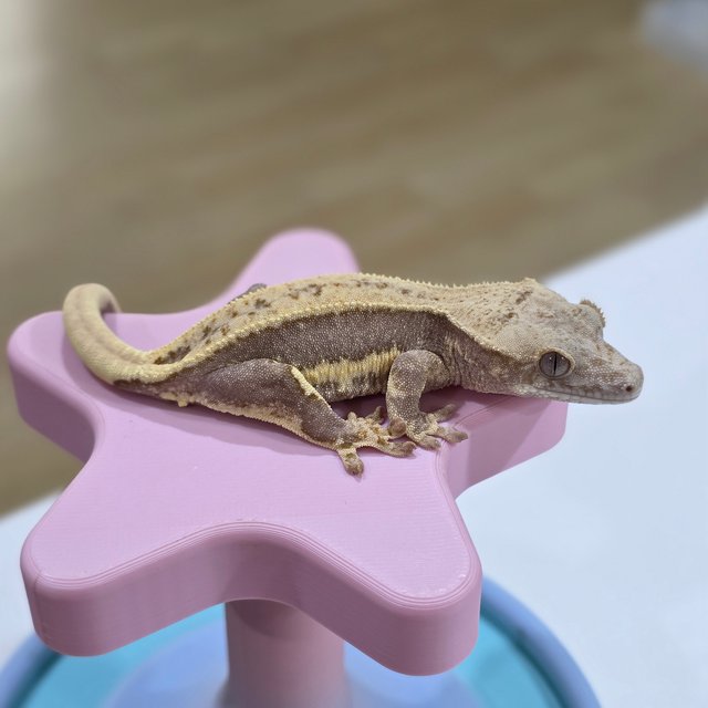 릴리100%헷아잔틱