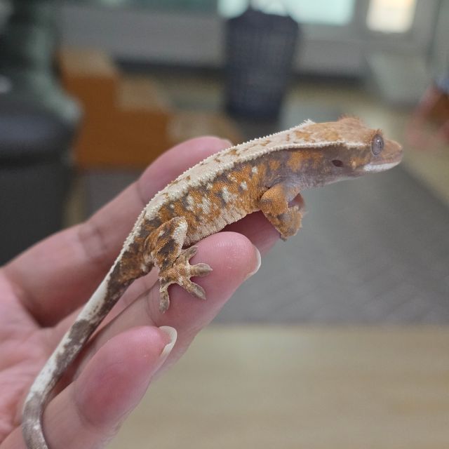 세이블