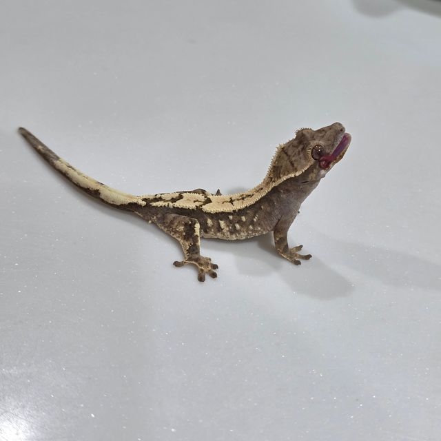 세이블