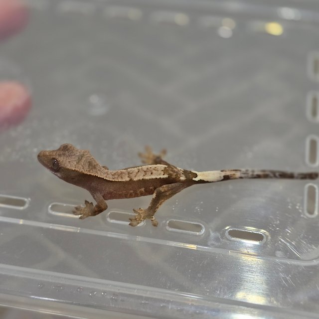 100%헷아잔틱 카푸치노