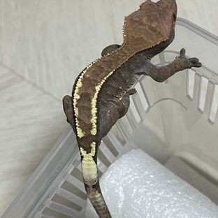 카푸치노