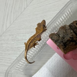 풀핀 엠티백 쿼드