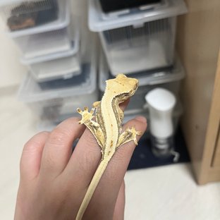 릴리100%헷아잔틱