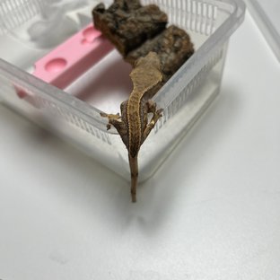 풀핀 엠티백 쿼드