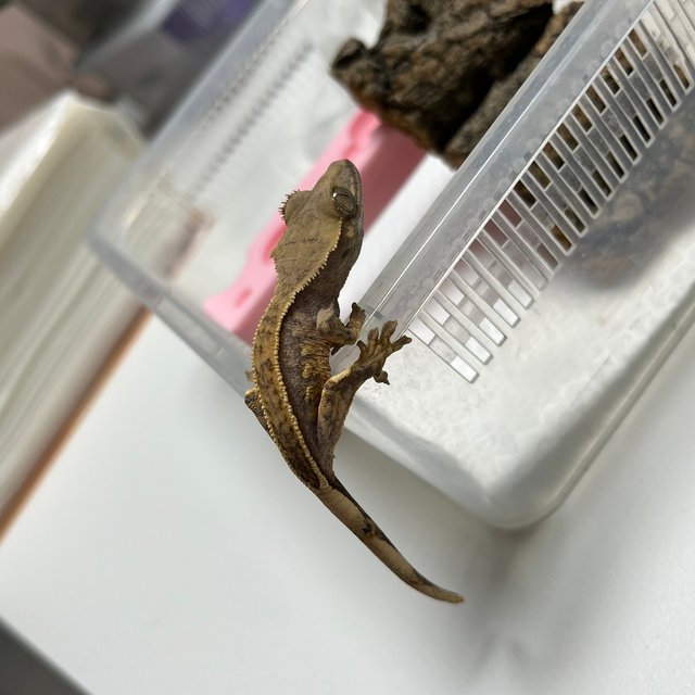 풀핀 엠티백 쿼드