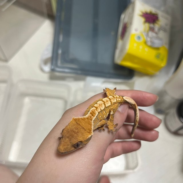 트라이 익스트림할리퀸