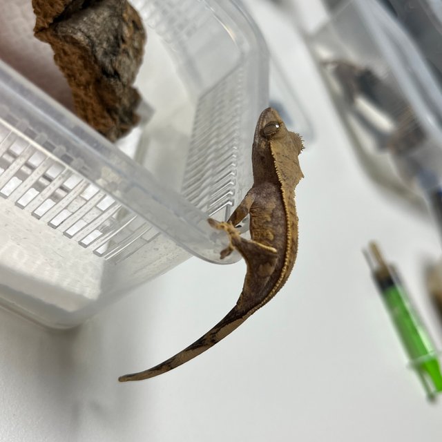 풀핀 엠티백 쿼드