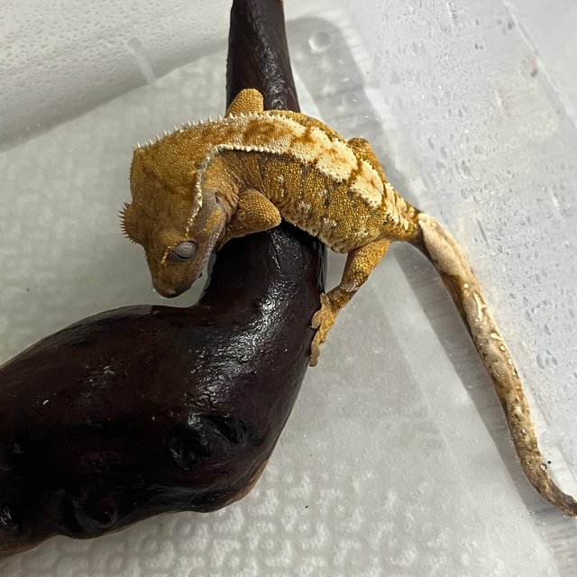 트라이 익스트림할리퀸