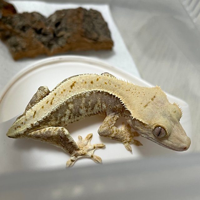 릴리100%헷아잔틱