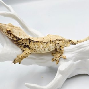 트라이 화이트스팟