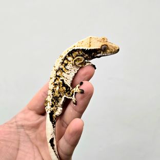 트라이