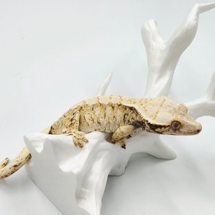 트라이 화이트스팟