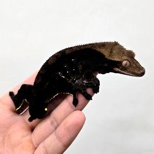블랙
