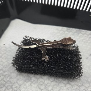 아잔틱
