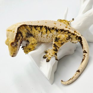 트라이 화이트스팟