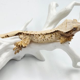 화이트스팟 트라이