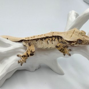 트라이 쿼드 화이트스팟