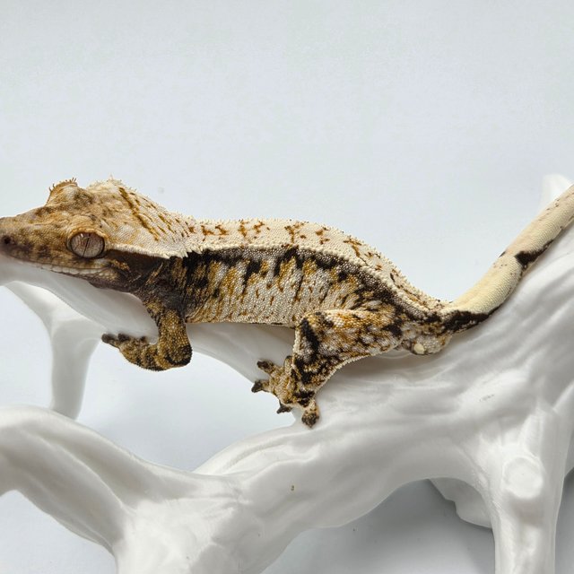 트라이 화이트스팟