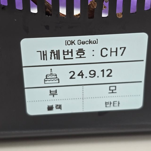 챠콜