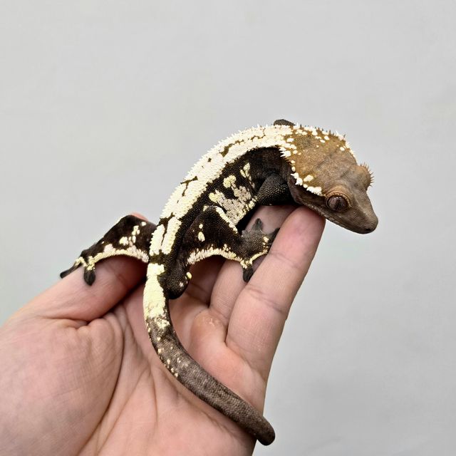 세이블