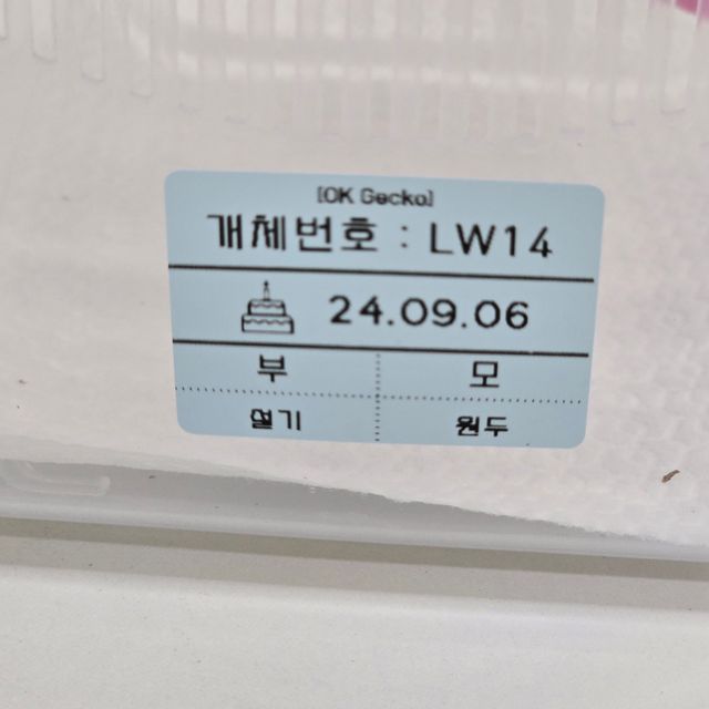 릴리화이트