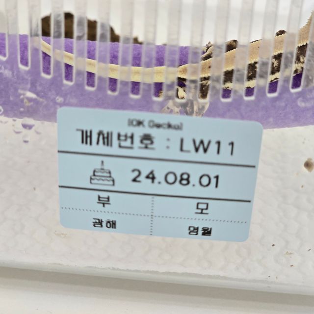릴리화이트