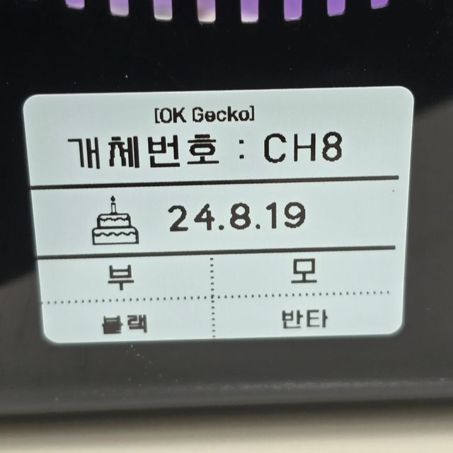 챠콜