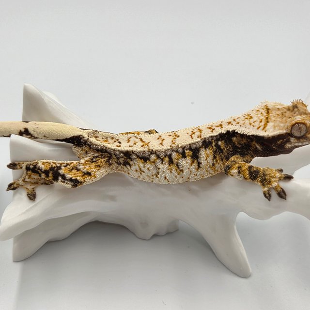 트라이 화이트스팟